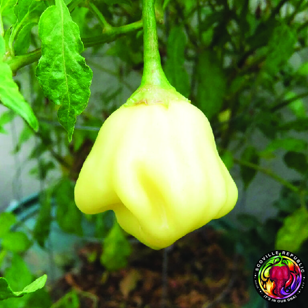 Hodnocení automatu Sugar Rush: Stojí za zkoušku? - overview